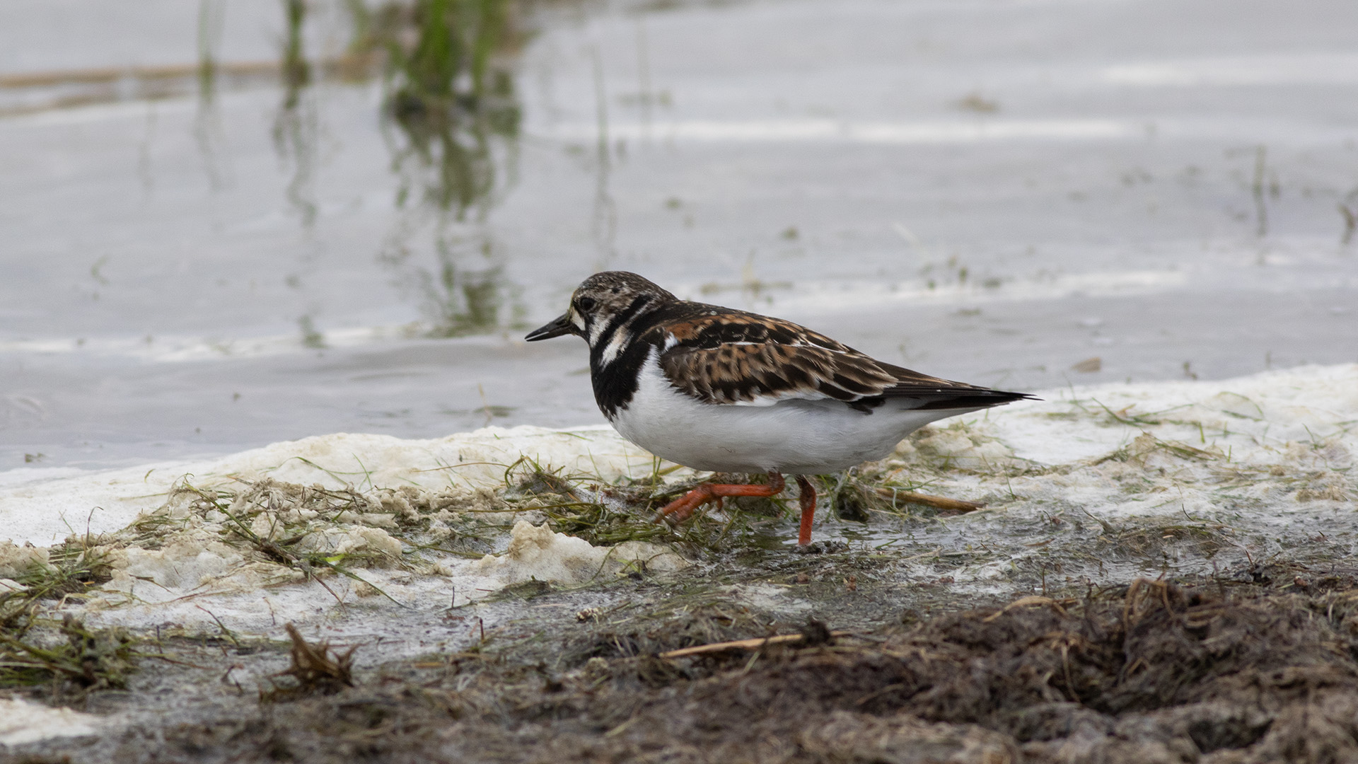 Ruddy Turnstone